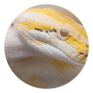 Indian Albino Python Ho Chi Minh City Zoo, Vietnam Classic Round Sticker