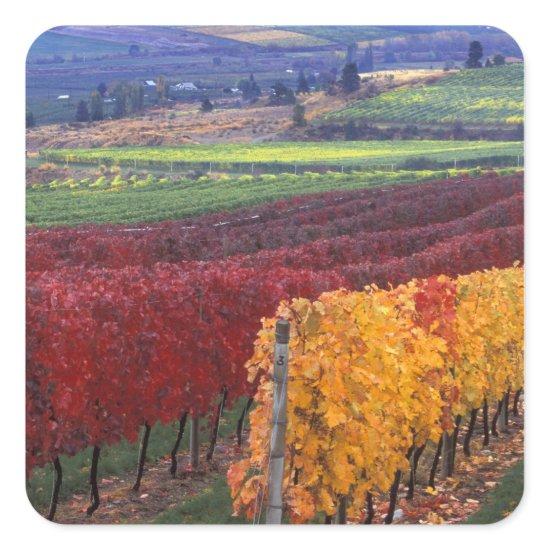 Intense red and yellow fall colors on Gehring Square Sticker