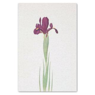 Iris Filifolia by William Dykes Tissue Paper