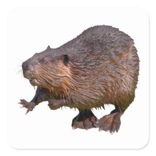 Isolated of North American Beaver Postcard Square  Square Sticker