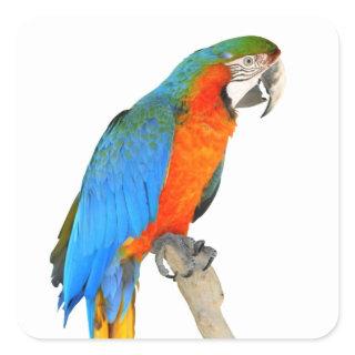 Isolated Scarlet macaw Square Sticker