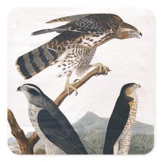 J.J. Audubon (Goshawk, Stanley Hawk) (1829) Square Sticker