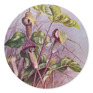 Jack-in-the-Pulpit Botanical Flower Round Sticker