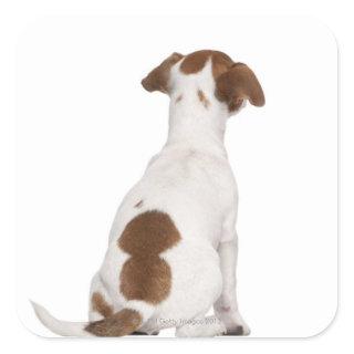 Jack Russell Terrier puppy (3 months old) Square Sticker