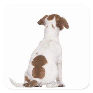 Jack Russell Terrier puppy (3 months old) Square Sticker