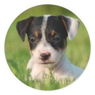 Jack Russell Terrier puppy Classic Round Sticker