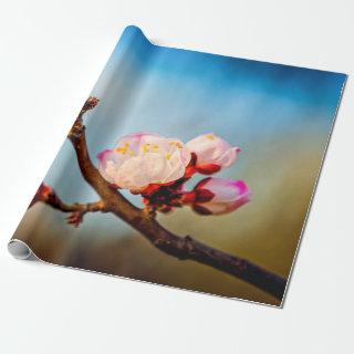 Japanese Apricot Flowers And Blue Sky