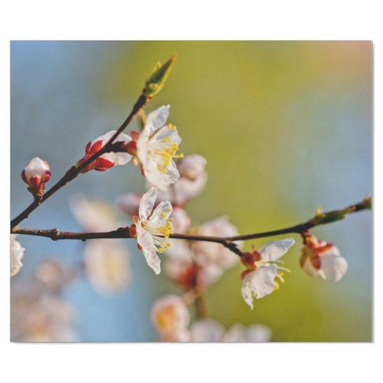 Japanese Apricot Flowers