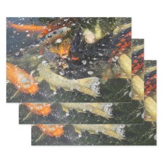 Japanese Carp Koi Fish Swimming  Sheets