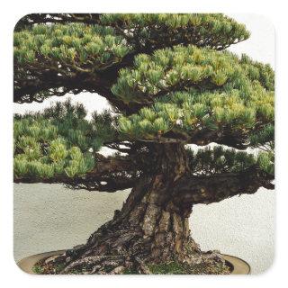 Japanese White Pine Bonsai Tree Square Sticker
