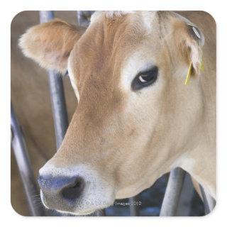Jersey dairy cow with head in head lock. square sticker