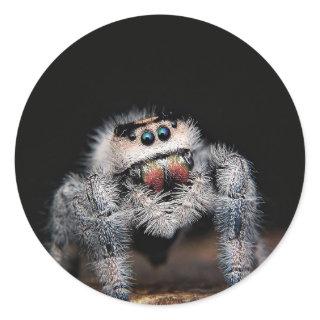 Jumping spider sticker
