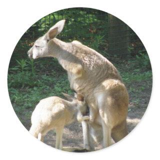 Kangaroo Joey  Stickers