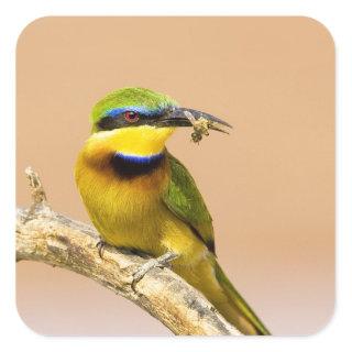 Kenya. Close-up of little bee-eater bird on limb Square Sticker