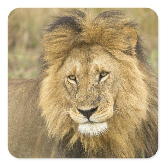 Kenya Masai Mara Square Sticker