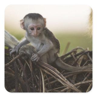 Kenya, Samburu Game Reserve. Vervet Monkey Square Sticker