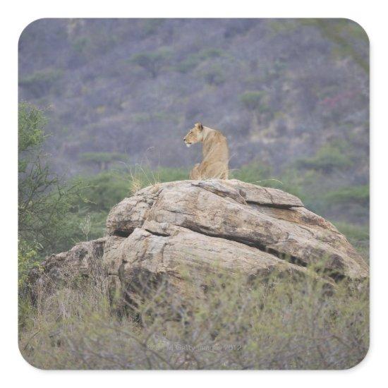 Kenya, Samburu Nature Reserve, female lion on Square Sticker