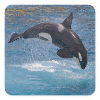 Killer whale jumping out of water square sticker