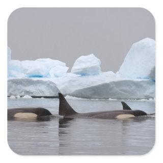 killer whales (orcas), Orcinus orca, pod Square Sticker