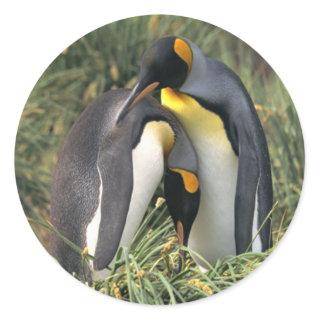 King penguins Lovers Classic Round Sticker