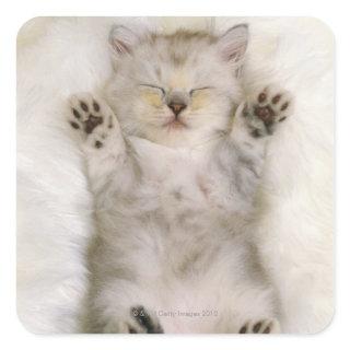 Kitten Sleeping on a White Fluffy Carpet, High Square Sticker