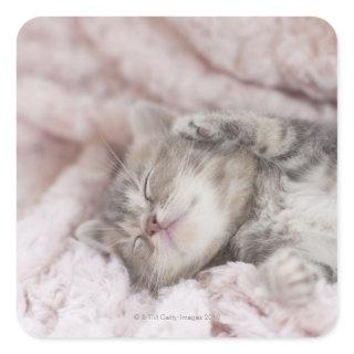 Kitten Sleeping on Towel Square Sticker