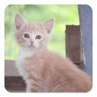 Kitten  square sticker