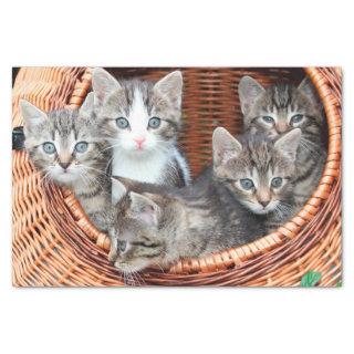 kittens in a basket tissue paper