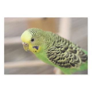 Kiwi  Sheets