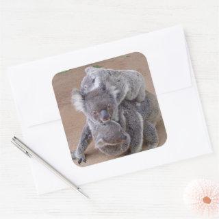 Koala Bears Square Sticker