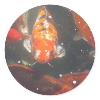 Koi Fish glide among the still green  waters Classic Round Sticker