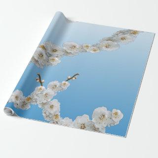 Korea Cherry Blossoms White
