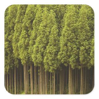 Koya Sugi Cedar Trees Square Sticker