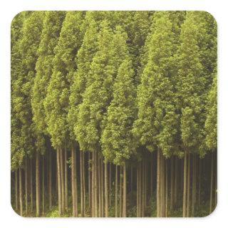 Koya Sugi Cedar Trees Square Sticker