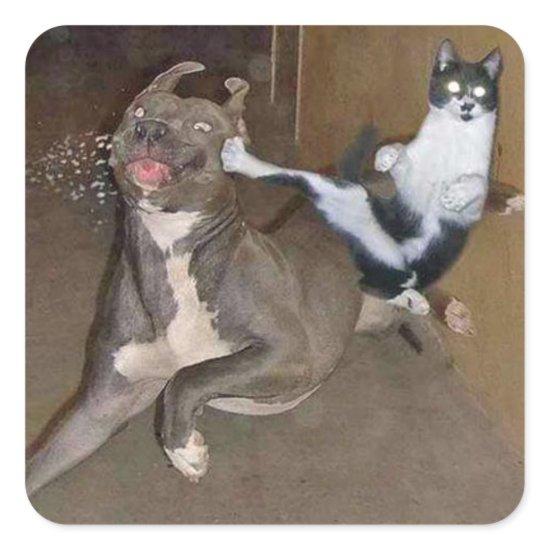 Kung Fu Kitty Square Sticker