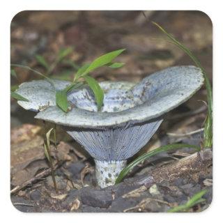 Lactarius indigo Blue Mushroom Square Sticker