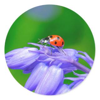 Ladybug on Bluebells Stickers