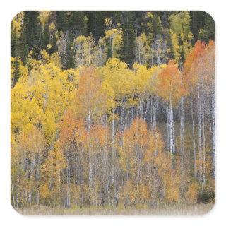 Lambert Hollow, aspen trees Square Sticker