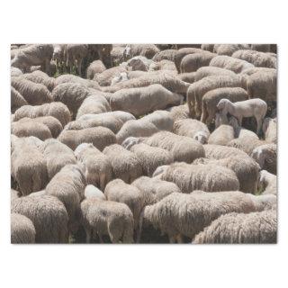 lambs and sheep in the flock in the mountains  tissue paper