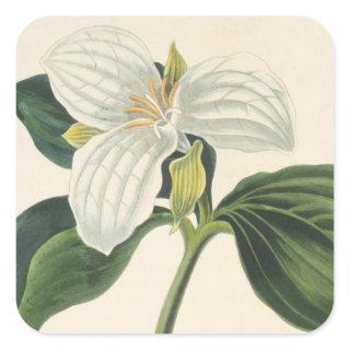 Large Flowered Trillium Square Sticker