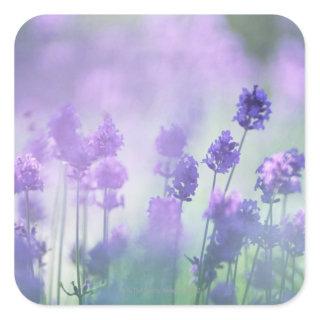 Lavender 2 square sticker
