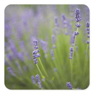Lavender plants 2 square sticker