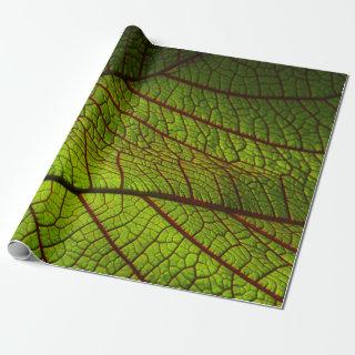 Leaf macro veins veins green