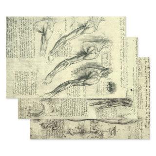 Leonardo da Vinci 3 different Human Anatomy Design  Sheets