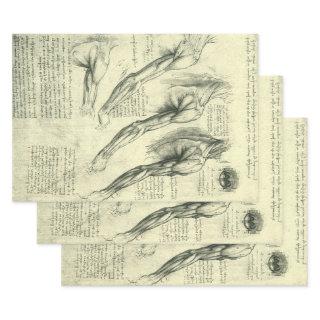 Leonardo da Vinci's Arm and Shoulder Anatomy  Sheets