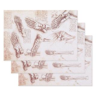 Leonardo da Vinci's Human Anatomy Foot Bones  Sheets