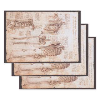 Leonardo da Vinci's Human Anatomy Skeleton Bones  Sheets
