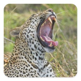 Leopard yawning, Greater Kruger National Park, 2 Square Sticker
