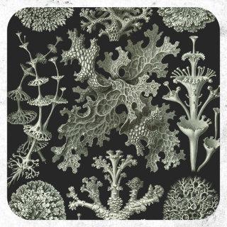 Lichen by Ernst Haeckel, Vintage Nature Plants Classic Round Sticker