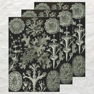 Lichen by Ernst Haeckel, Vintage Nature Plants  Sheets